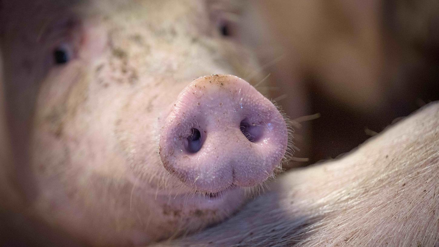 In dem Paket befand sich ein abgetrennter Schweinekopf und eine deutliche Botschaft. (Symbolbild)