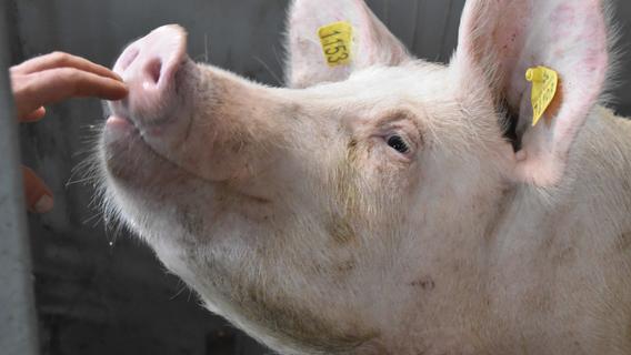 Schweinehalter in Region: Experten sprechen von einem beispiellosen "Dammbruch"