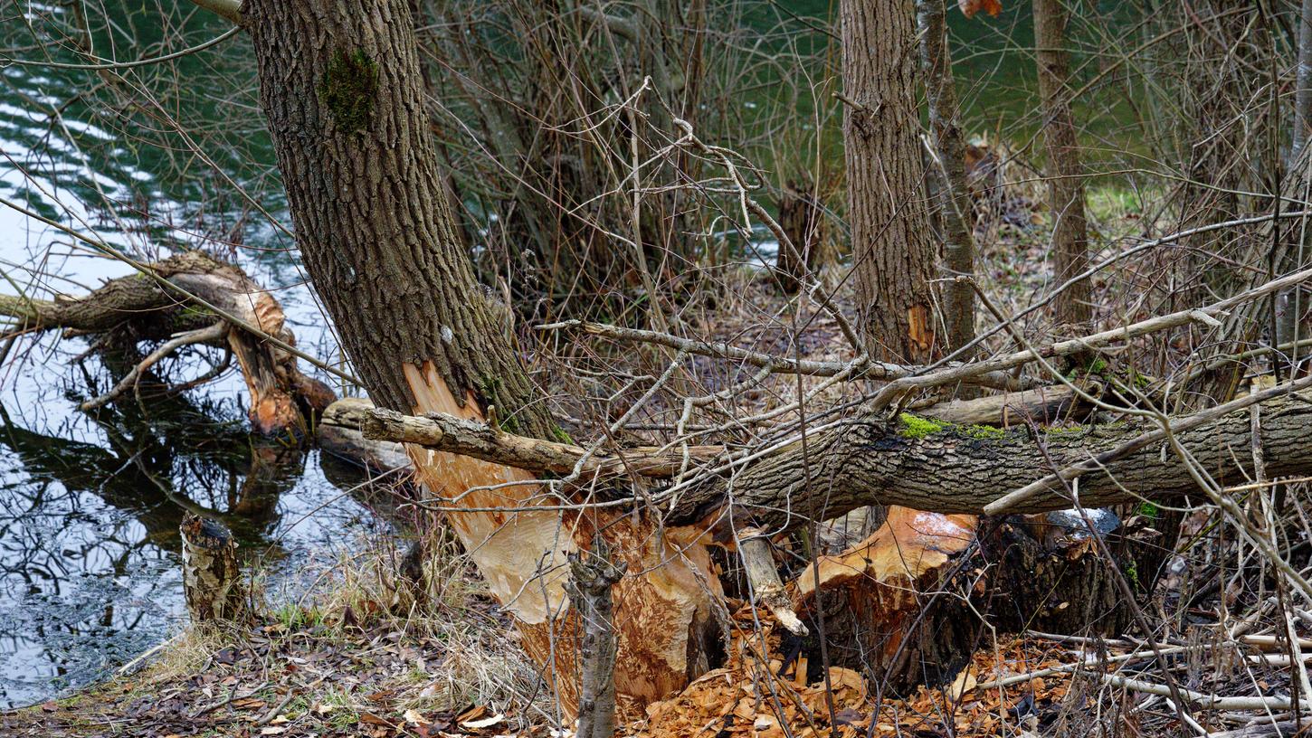Diese frischen Tatspuren hat ein Biber am Birkensee hinterlassen. Diese frischen Tatspuren hat ein Biber am Birkensee hinterlassen.