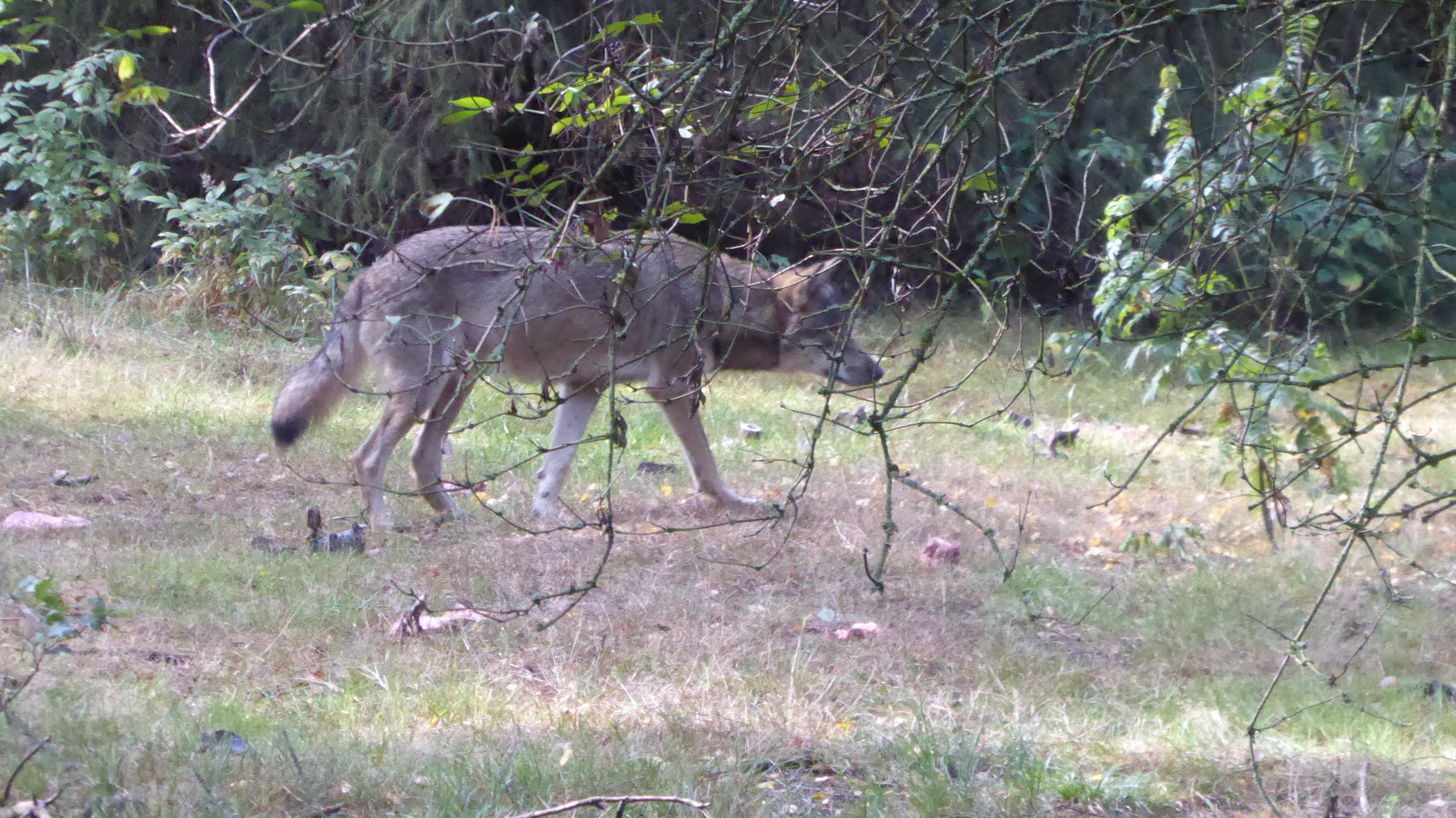 Foto Reinbold Wolf in der Schorfheide.JPG