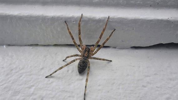 Frau wurde in den Po gebissen: Nosferatu-Spinne breitet sich in Bayern aus