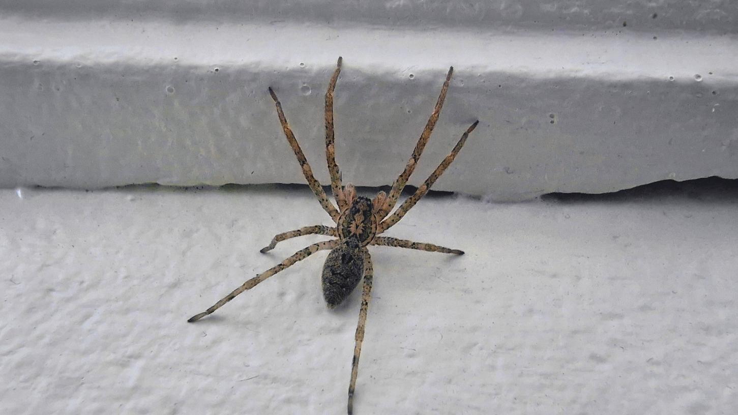 Die Nosferatu-Spinne wurde zuletzt öfter im Raum Murnau gemeldet.