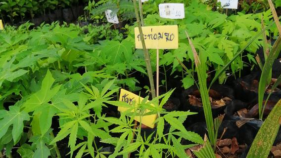 Neumarkter Drogenexperte zur Legalisierung von Cannabis: "Es ist einen Versuch wert"