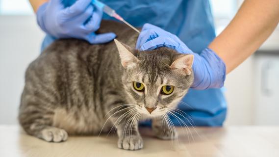 Warum Arznei für Haustiere oft teuer ist - und Sie bei Alternativen vorsichtig sein sollten