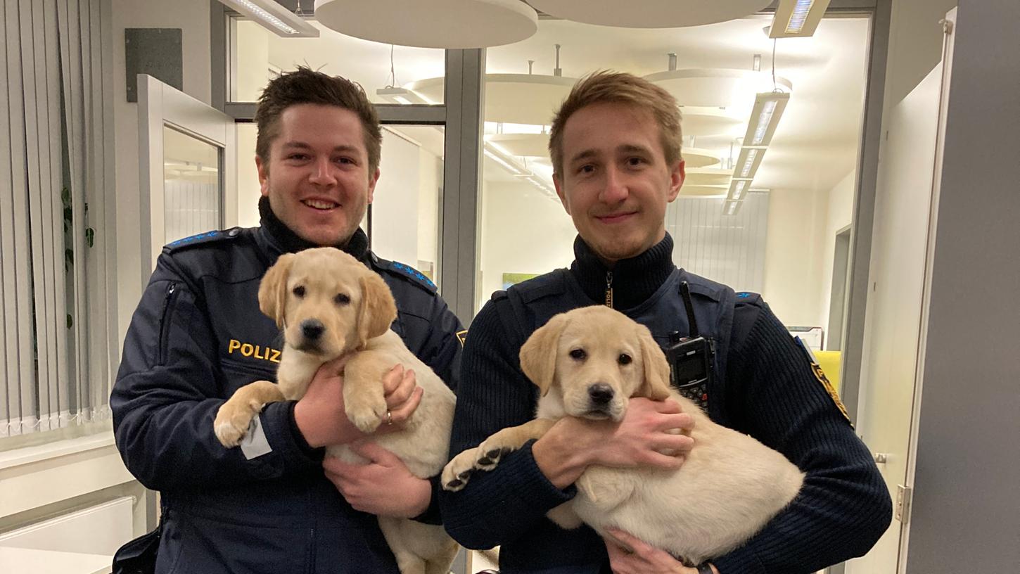 Die zwei Golden Retriever Welpen wurden zunächst auf der Wache der Tirschenreuther Polizei versorgt. Die zwei Golden Retriever Welpen wurden zunächst auf der Wache der Tirschenreuther Polizei versorgt.