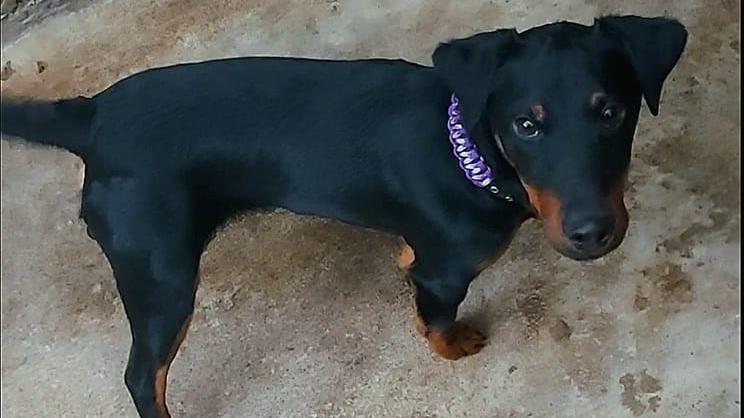 Der kleine "Casanova" wartet im Tierheim auf seine Besitzer. Der kleine "Casanova" wartet im Tierheim auf seine Besitzer.