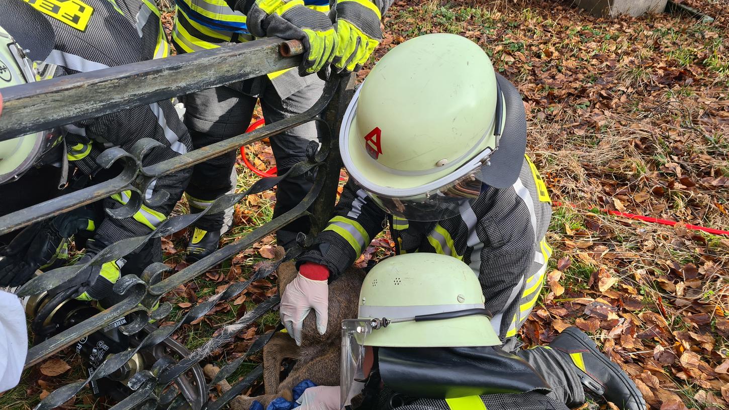 Ganz vorsichtig befreiten die Helfer der Laufer Feuerwehr das Reh aus seiner misslichen Lage. Ganz vorsichtig befreiten die Helfer der Laufer Feuerwehr das Reh aus seiner misslichen Lage.