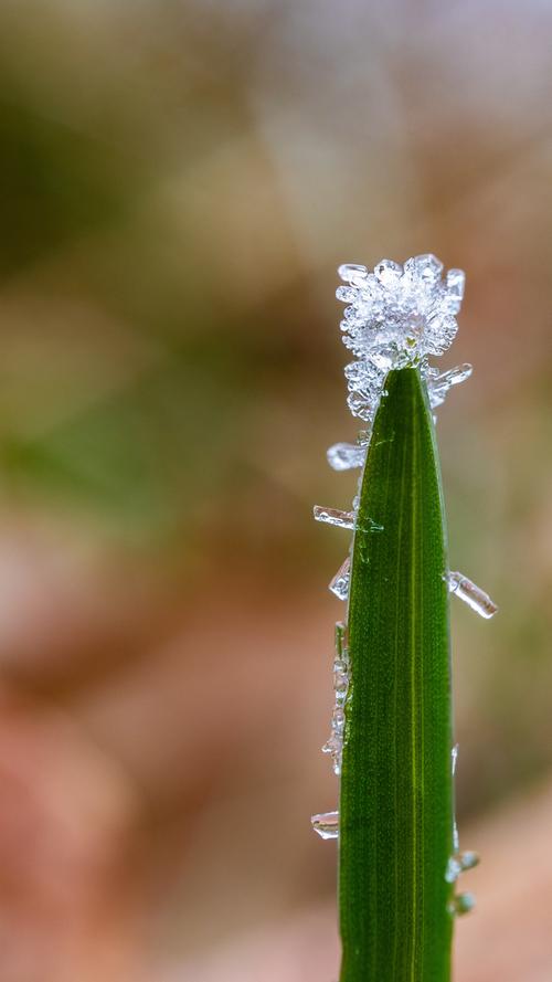 Winter-Impression aus der Froschperspektive. Wie ein Blatt "klebt" der Eiskristall an dem Halm. Mehr Leserfotos finden Sie hier.