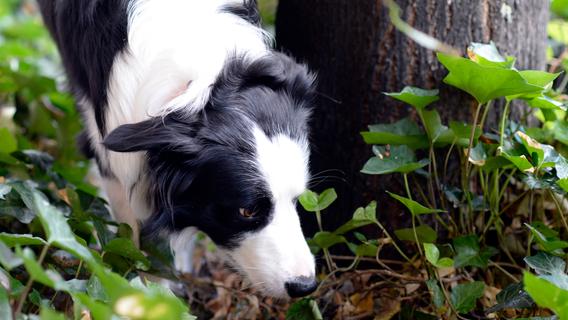 Vorsicht Hundebesitzer: Offenbar mehrere Giftköder im Raum Fürth gefunden
