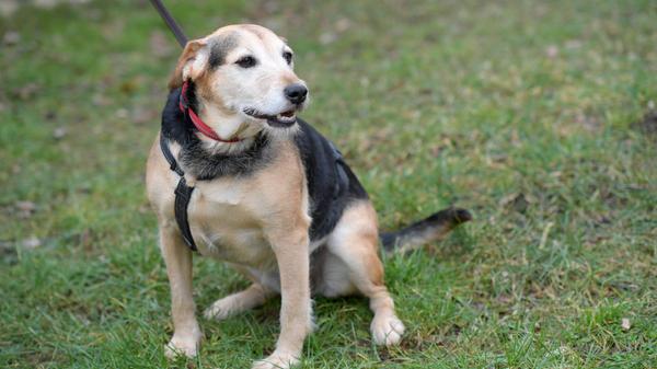 Die beige-schwarze Terrier-Mix-Hündin „Sally“ kam im Oktober 2018 ins Tierheim und durfte bald darauf in ein schönes neues Zuhause ziehen. Leider verstarb vor Kurzem unerwartet ihr Besitzer, und da keiner in der Familie die Hündin übernehmen konnte, kam „Sally“ zurück ins Tierheim. Nun sucht das temperamentvolle und bewegungsfreudige Energiebündel noch einmal ein neues Zuhause. Die inzwischen knapp achtjährige, kastrierte Hündin lernt sehr schnell und freut sich immer über neue Aufgaben. „Sally“ liebt Wasser und ist eine hervorragende Schwimmerin. Wie alle Terrier ist sie eigenwillig und braucht eine liebevolle, aber konsequente Führung mit klaren Regeln, sonst gestaltet sie den Alltag nach ihren Vorstellungen. Die wichtigsten Grundkommandos kennt „Sally“, an der Leinenführigkeit muss jedoch noch gearbeitet werden. Begegnungen mit anderen Hunden verlaufen in der Regel turbulent, auch vorbeifahrende Autos sind „Sally“ suspekt, deshalb sollte der Besuch einer guten Hundeschule in jedem Fall eingeplant werden. Trotz ihrer Eigenständigkeit ist „Sally“ sehr verschmust und möchte auch gerne mit aufs Sofa. Ihr neues Zuhause will sie jedoch nicht mit kleinen Kindern beziehungsweise anderen Haustieren teilen müssen. Für Interessenten ohne Hundeerfahrung ist „Sally“ nicht geeignet. Die Hündin kann bis zu vier Stunden alleine bleiben. Das neue Zuhause verfügt idealerweise über einen eingezäunten Garten, in dem „Sally“ auch einmal nach Herzenslust herumtollen kann. Das Tierheim Neumarkt ist trotz der erfolgten Lockerungen noch immer bis auf Weiteres für Besucher, Gassigeher und Katzenstreichler geschlossen. Besuche und Tiervermittlungen können nur nach vorheriger telefonischer Terminvereinbarung stattfinden. Das Büro ist täglich (außer an Sonn- und Feiertagen) von 14.30 bis 17 Uhr unter der Telefonnummer (0 91 81) 2 28 62 erreichbar. In Notfällen und im Falle von Fundtieren ist das Tierheim ebenfalls unter dieser Telefonnummer erreichbar. Hier geht es zur Internet-Seite des Tierheims