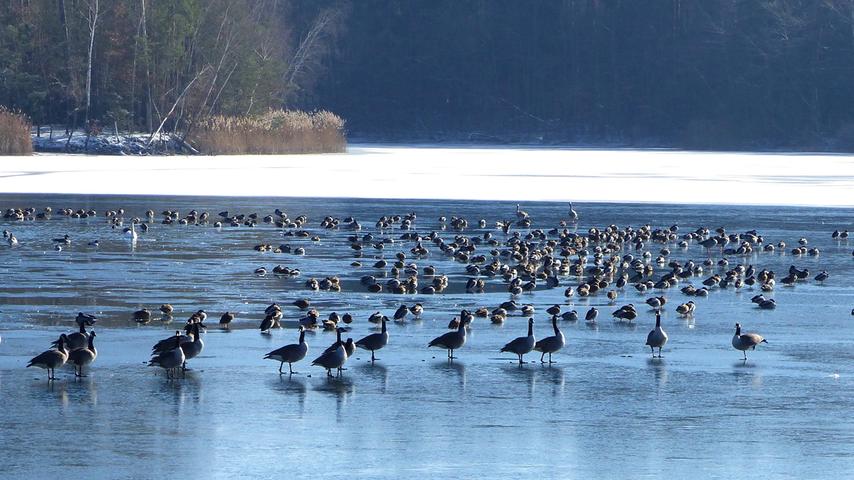 Ein herrlicher Wintertag am Rothsee bei Birkach. Am Rande des nicht mit Eis bedeckten Wasser, sonnen sich Hunderte von Wasservögeln und genießen die wärmenden Sonnenstrahlen. Mehr Leserfotos finden Sie hier.