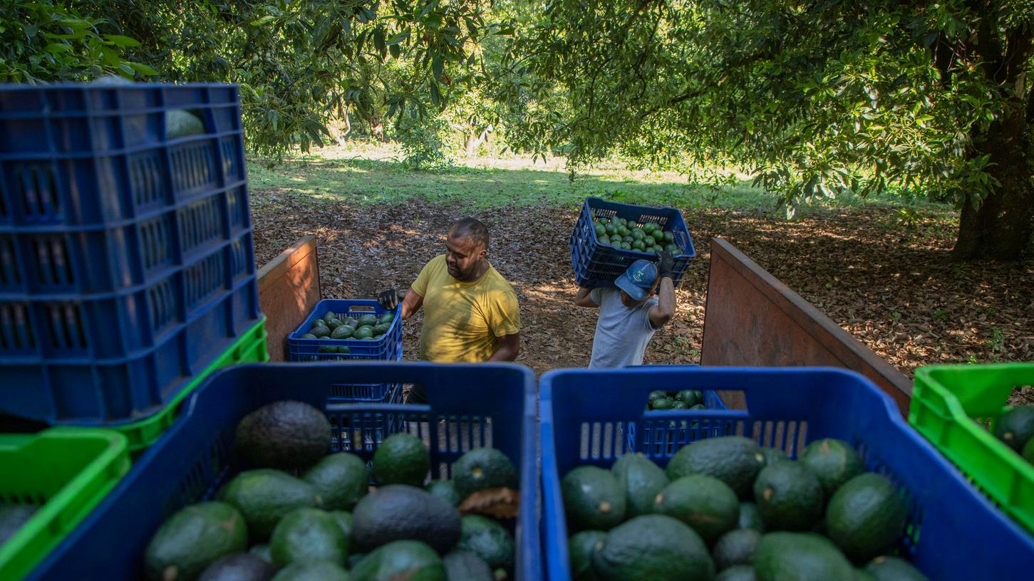 26.01.2023, Mexiko, Santa Ana Zirosto: Männer ernten Avocados in einer Obstplantage im mexikanischen Bundesstaat Michoacan. Foto: Armando Solis/AP/dpa +++ dpa-Bildfunk +++