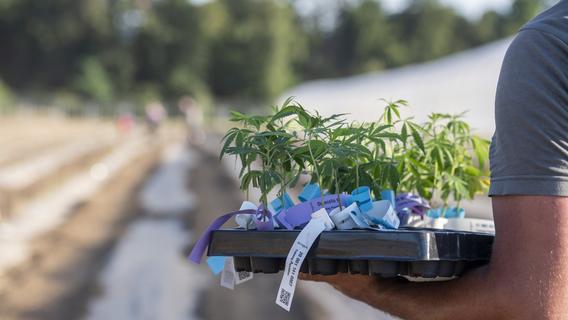 Gras aus fränkischen Gewächshäusern: Wird hier bald Cannabis geerntet?