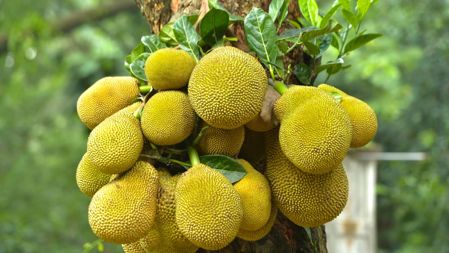 So wächst die Jackfruit am Jackbaum.