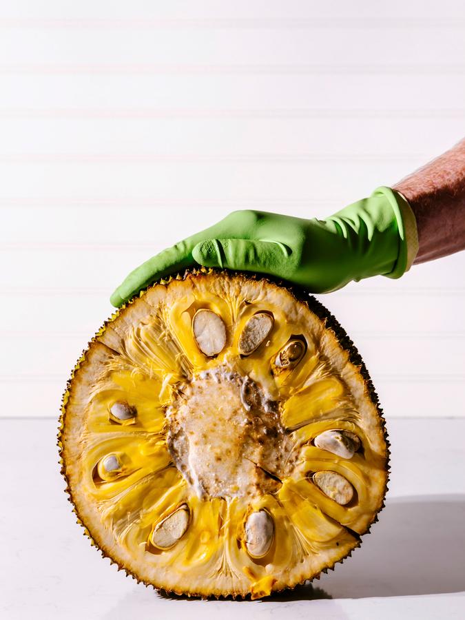 Die Jackfruit ist eigentlich ein Fruchtverband: Viele einzelne Kerne mit Fruchtfleisch außenherum werden von Fasersträngen und einer Schale umhüllt.