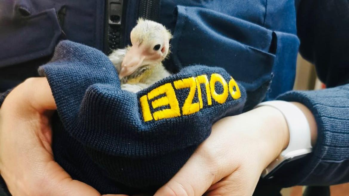 Die Polizei hat ein Taubenküken gerettet. Die Polizei hat ein Taubenküken gerettet.