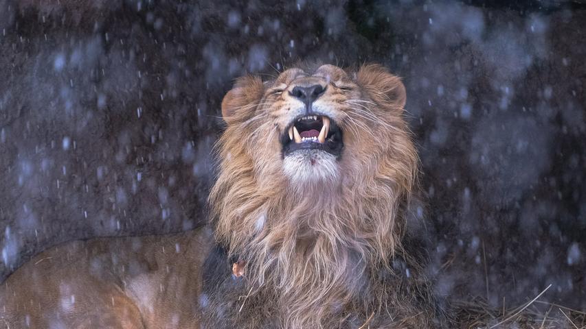 Kein Wetter für Katzen: Löwe "Kiron" sitzt in seiner Höhle im Tiergarten im Trockenen. Mehr Leserfotos finden Sie hier.