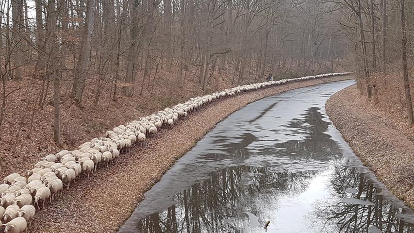 Mit Augenmaß: Die Schafe passen sich bei ihrem Spaziergang sehr schön dem Verlauf des alten Kanals bei Worzeldorf an. Mehr Leserfotos finden Sie hier.
