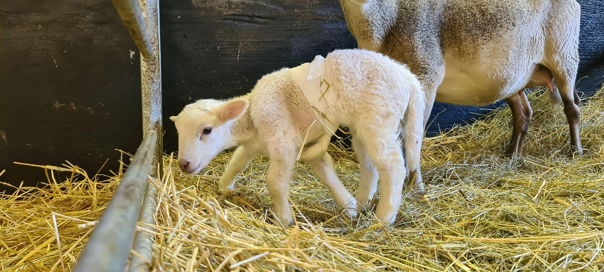 Lamm in Sachsen kommt mit sechs Beinen zur Welt