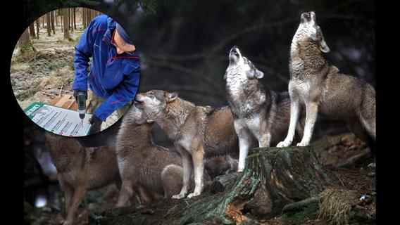 So geht es den Wölfen im Veldensteiner Forst - und was man bei Begegnungen mit ihnen beachten muss