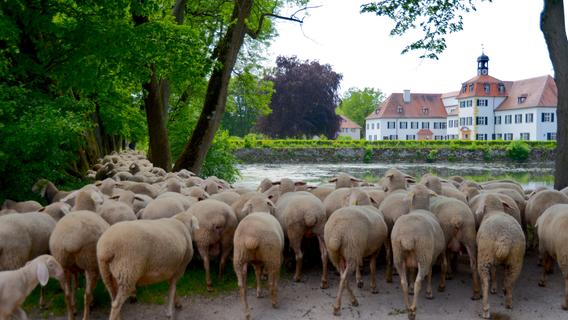 150 Euro pro gestohlenes Schaf: Wiederholungstäter aus Weißenburg schlägt erneut zu