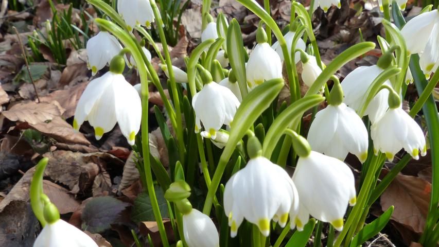 Dabei ist noch gar nicht März: Die ersten Märzenbecher 2023, auch Frühlingsknotenblume genannt, sind bereits im Märzenbecherwald bei Ettenstatt in voller Blüte zu sehen. Mehr Leserfotos finden Sie hier.