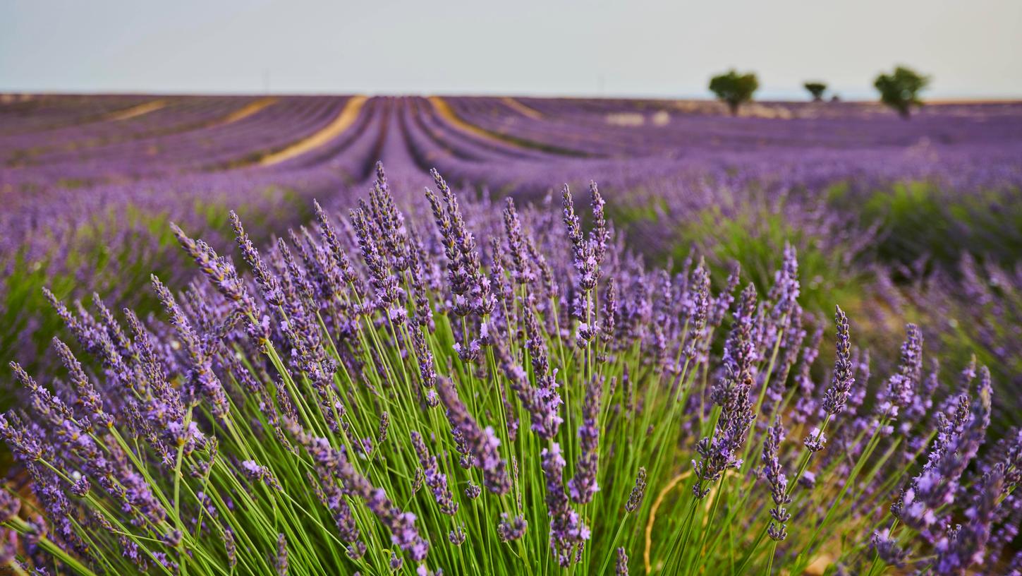 Echter Lavendel in der Provence bei Valensole.