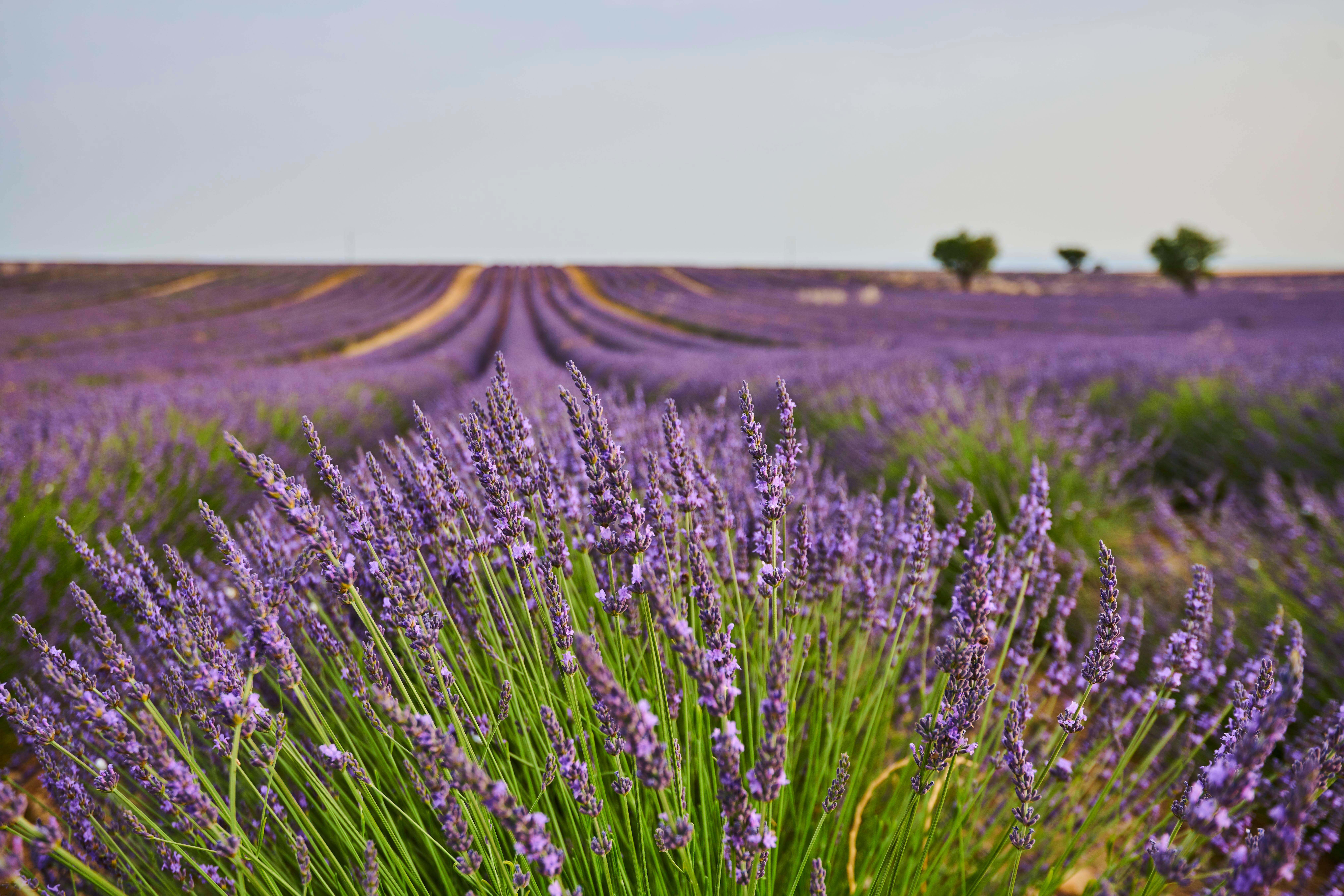 Lavendel richtig pflegen: Bewässerung, Düngung &amp; Standort