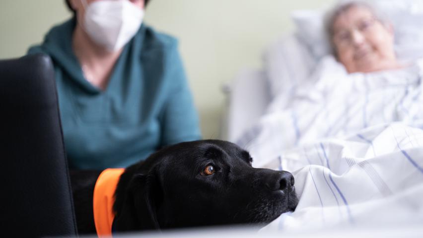 Therapiehund Mailo zaubert den Patientinnen und Patienten ein Lächeln ins Gesicht.