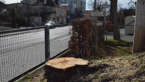 Gunzenhausen: Deshalb musste ein gesunder Baum verschwinden