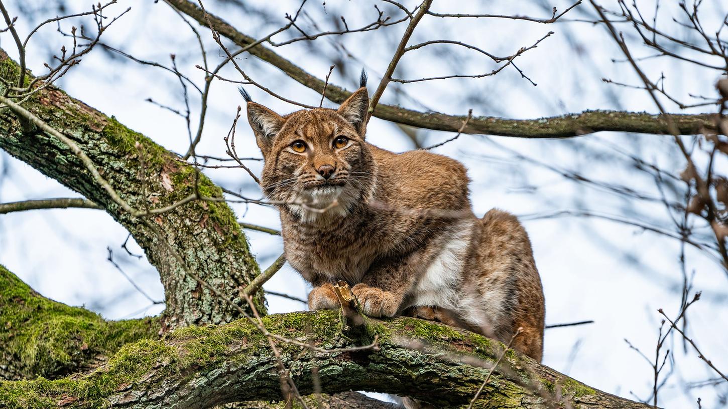 Nach fast drei Jahren in der Schweiz ist das Luchsweibchen Desari jetzt wieder zurück im Tiergarten Nürnberg und teilt sich ein Gehege mit dem Männchen Yuri. Nach fast drei Jahren in der Schweiz ist das Luchsweibchen Desari jetzt wieder zurück im Tiergarten Nürnberg und teilt sich ein Gehege mit dem Männchen Yuri.