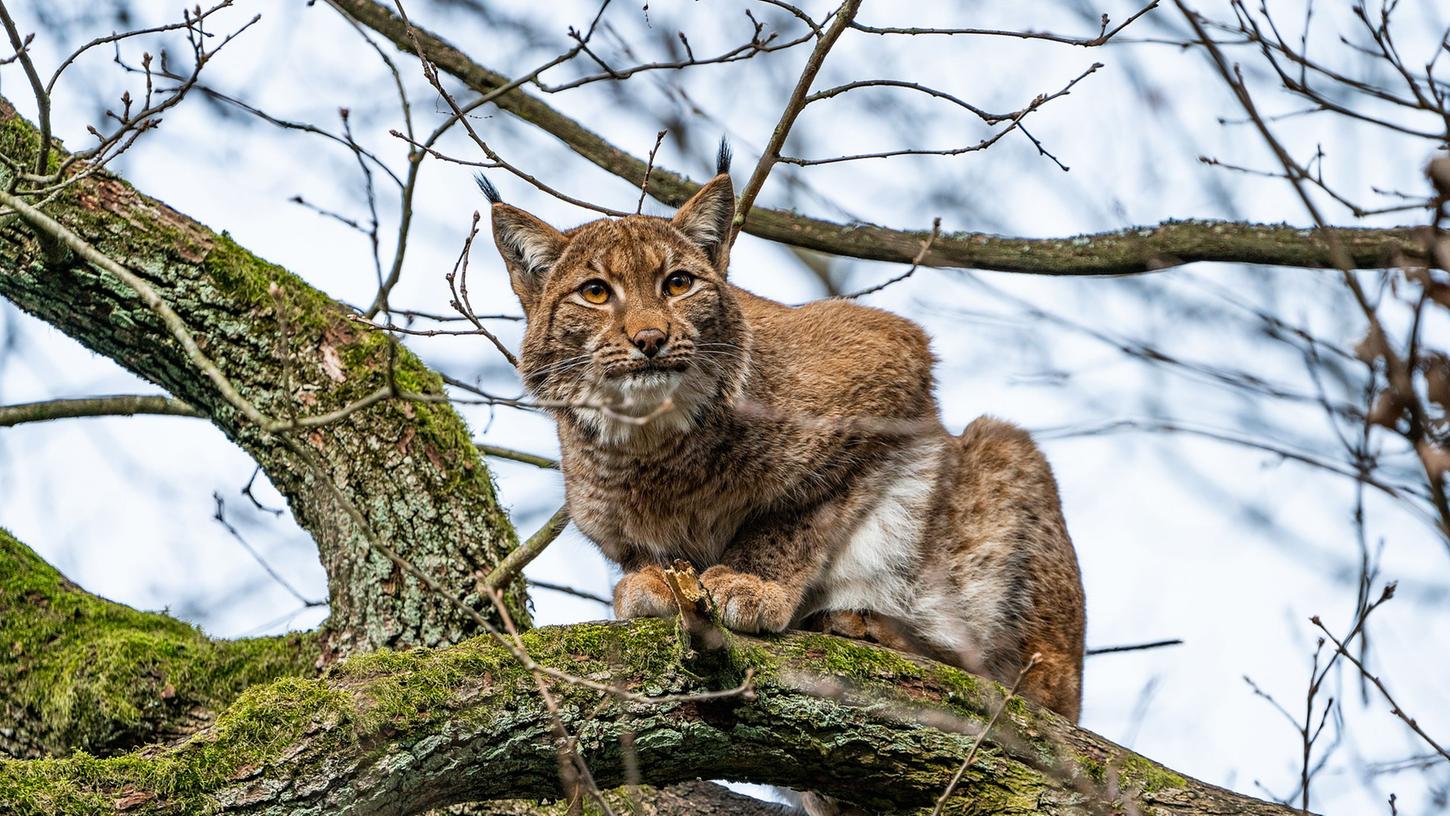 Nach fast drei Jahren in der Schweiz ist das Luchsweibchen Desari jetzt wieder zurück im Tiergarten Nürnberg und teilt sich ein Gehege mit dem Männchen Yuri.