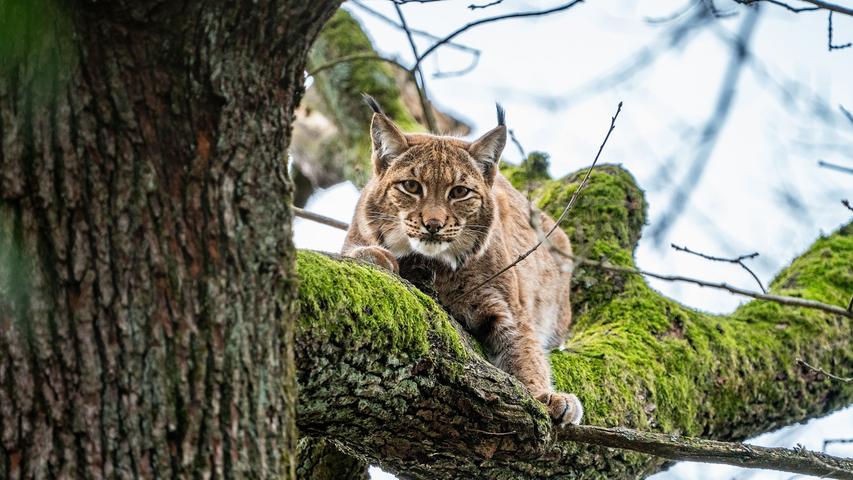 Nach fast drei Jahren in der Schweiz ist das Luchsweibchen Desari jetzt wieder zurück am Schmausenbuck und teilt sich ein Gehege mit dem Männchen Yuri.