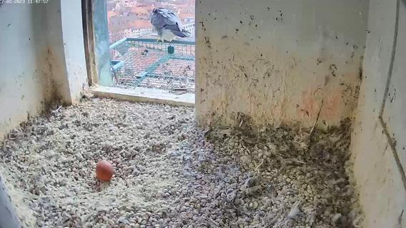 Wanderfalken brüten auf der Nürnberger Kaiserburg: Das erste Ei ist da