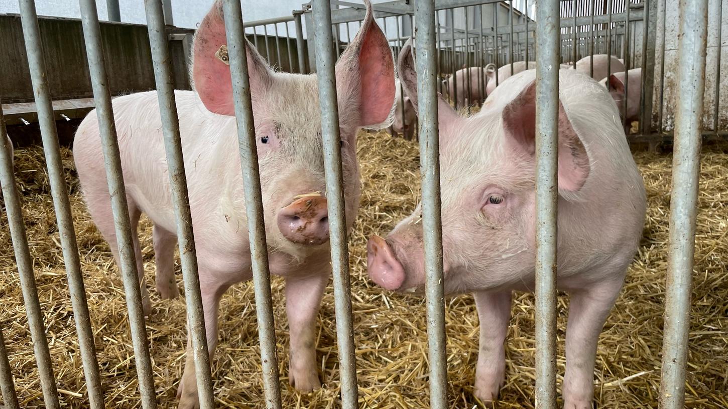 Sauwohl fühlen sich die Schweine hier: Der Stall in Herbolzheim wurde von Simon Wörrlein entworfen und speziell gebaut. Sauwohl fühlen sich die Schweine hier: Der Stall in Herbolzheim wurde von Simon Wörrlein entworfen und speziell gebaut.