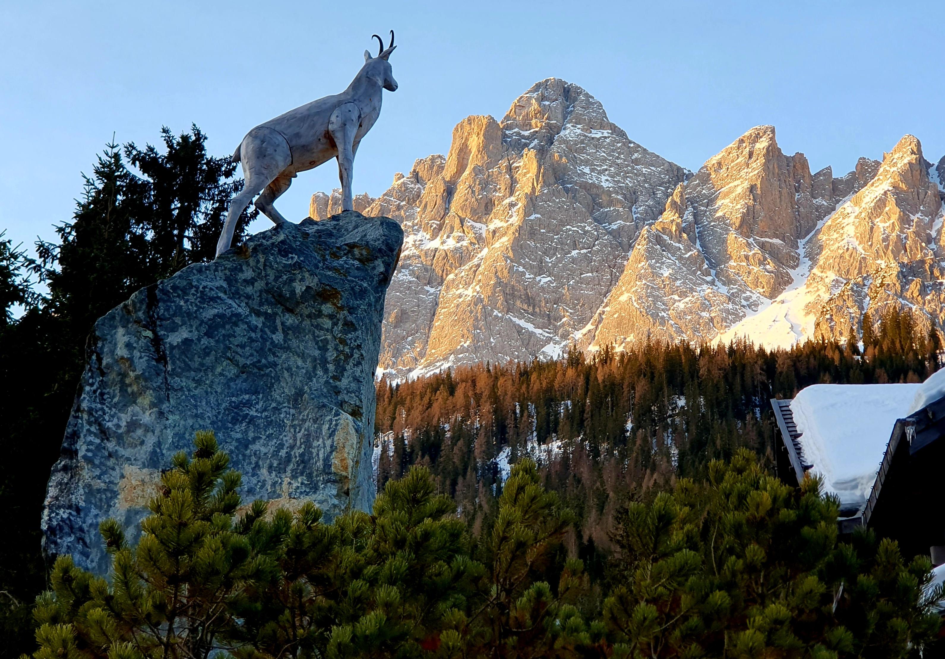 Die Gams, die in die Dolomiten blickt.