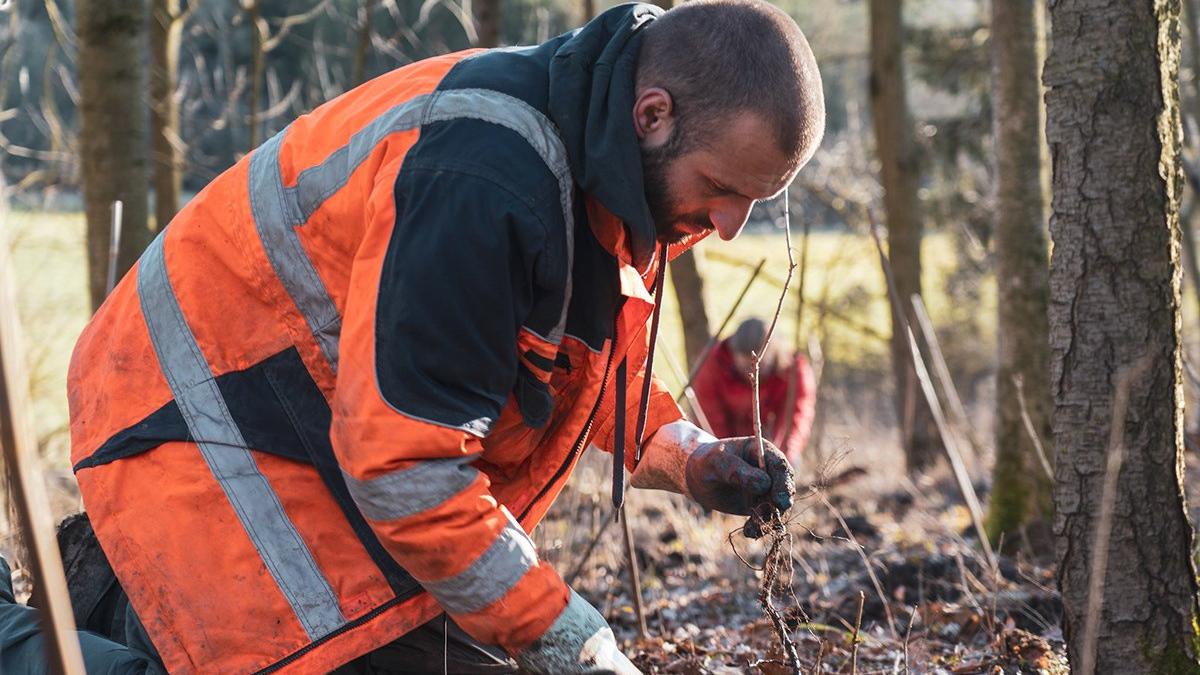 Bei der Schaffung von artenreichen Mischwäldern wollen die "TreePlantingProjekts" mitwirken. Die gemeinnützige Organisation lädt zu einem Informationsabend nach Sammenheim ein. Bei der Schaffung von artenreichen Mischwäldern wollen die "TreePlantingProjekts" mitwirken. Die gemeinnützige Organisation lädt zu einem Informationsabend nach Sammenheim ein.