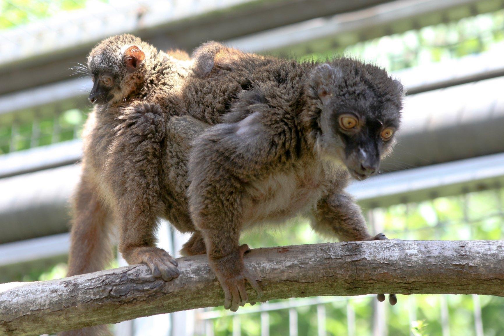 Zu den Hauptgefahren der Braunen Makis zählt die Zerstörung ihres Lebensraums durch Brandrodung und Abholzung sowie die Bejagung. Die Gesamtpopulation ist in den letzten 24 Jahren (drei Generationen) um 20 bis 25 Prozent zurückgegangen, weshalb die Art als gefährdet eingestuft wird. Auch im Tiergarten Nürnberg wurde die Haltung der Braunen Makis aufgegeben. An ihre Stelle sind Kronenmakis gerückt, die sich im März 2020 über Nachwuchs freuen konnten.