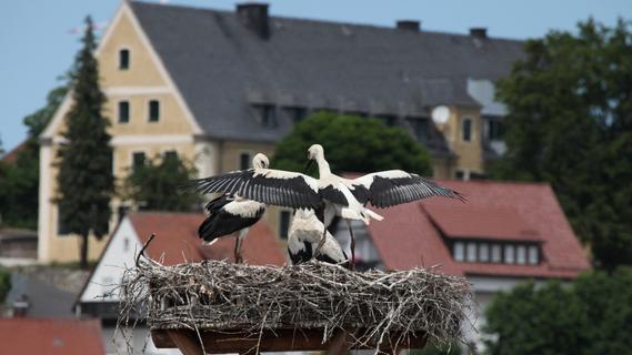 Erster Storch dieses Jahres flog über Pegnitz: So steht es um eine geplante Webcam