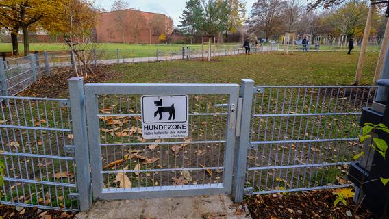Debatte in Nürnberg: Sollten Freilaufzonen für Hunde eingezäunt werden?