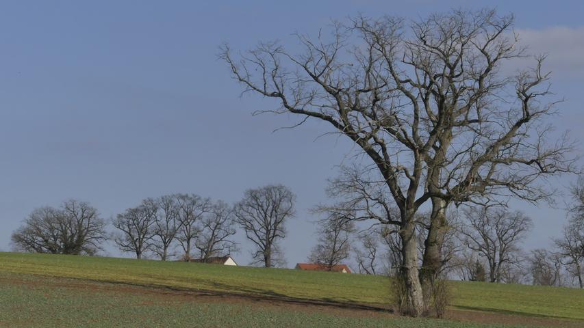 Am Rothsee warten die Bäume auf den Frühling.  Mehr Leserfotos finden Sie hier.