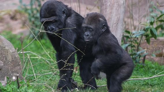 Damit sie in der Gruppe bleiben können: Tiergarten Nürnberg plant Kastration der jungen Gorillas