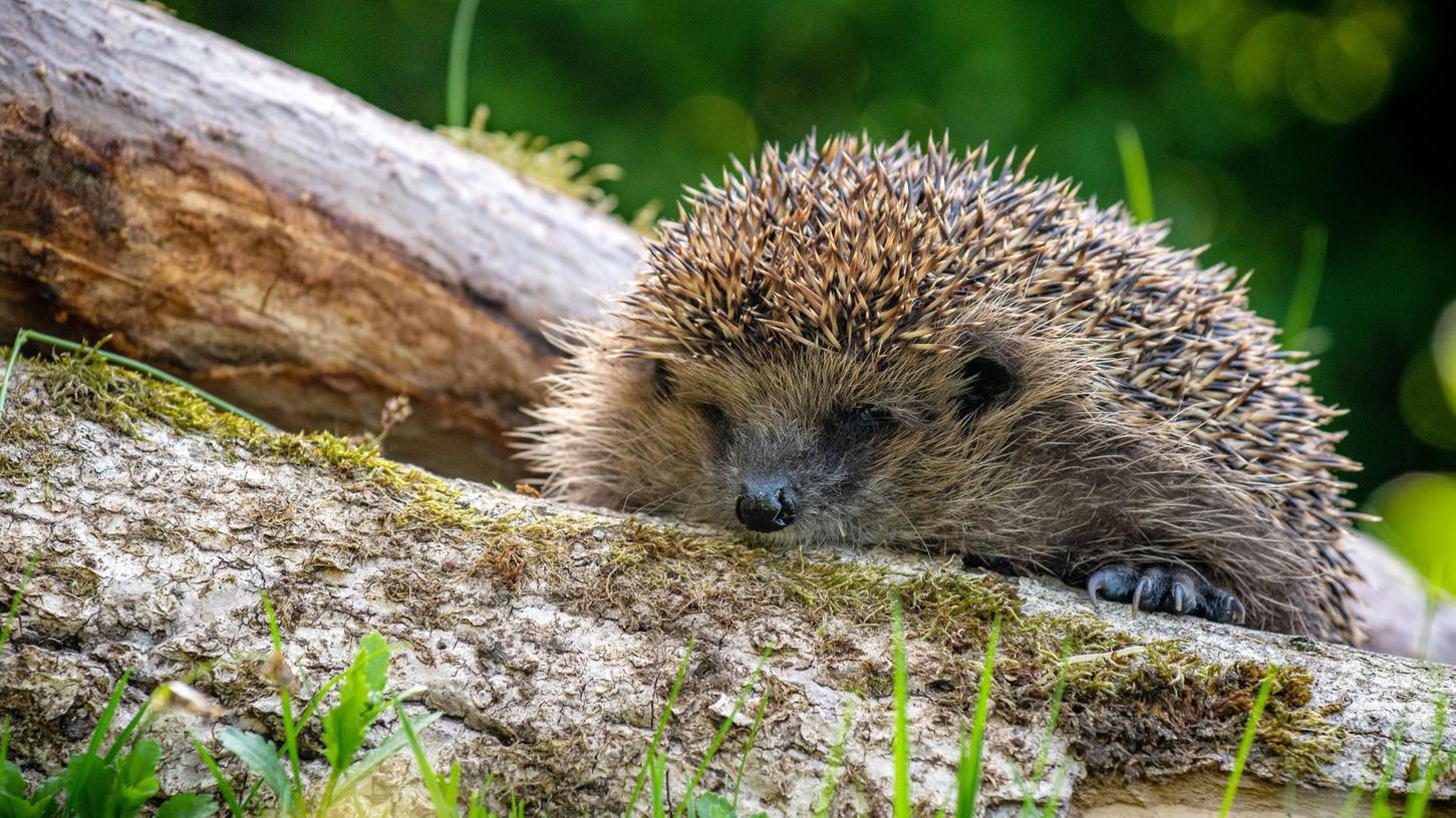 Gartenbesitzer sollten jetzt im Frühjahr besonders auf Igel achten.