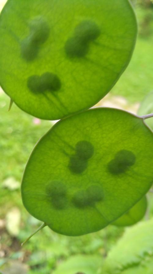 Grüne Smileys - später werden daraus Silbertaler (Silberblatt Lunaria).
