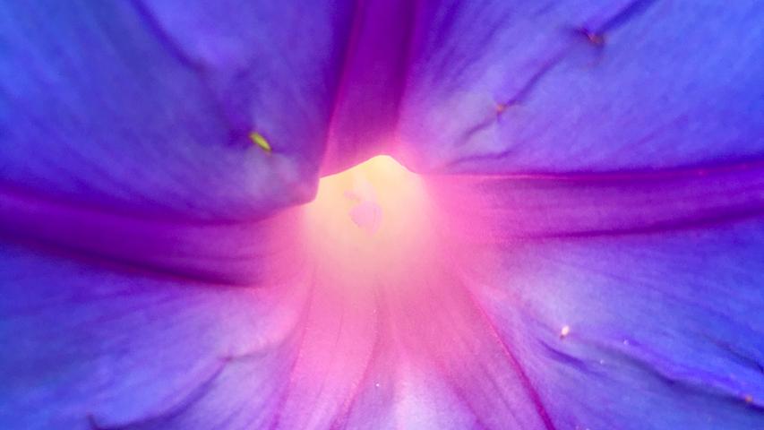 Leuchtende Mitte: Eintauchen in die Blüte einer Prunkwinde.
