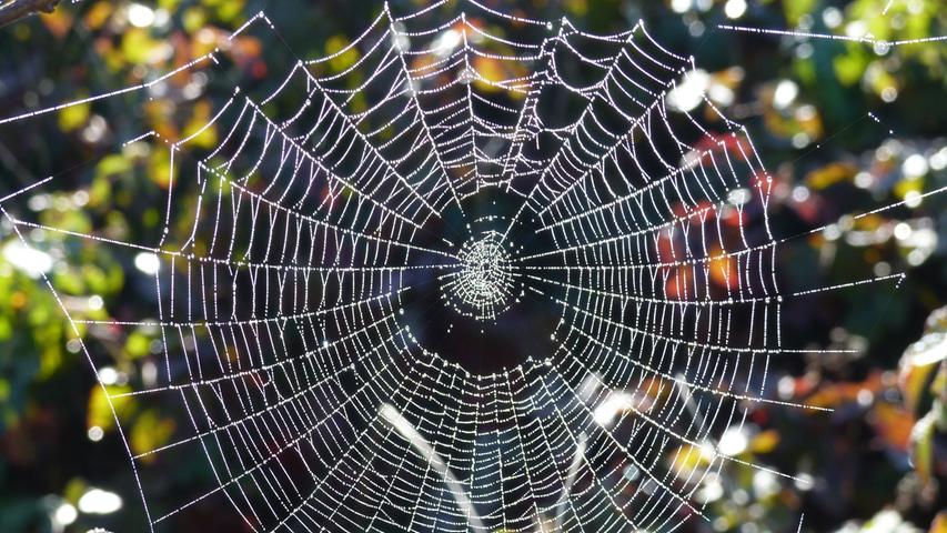 Wenn die Spinnennetze voll Tau hängen, ist der Herbst da. 