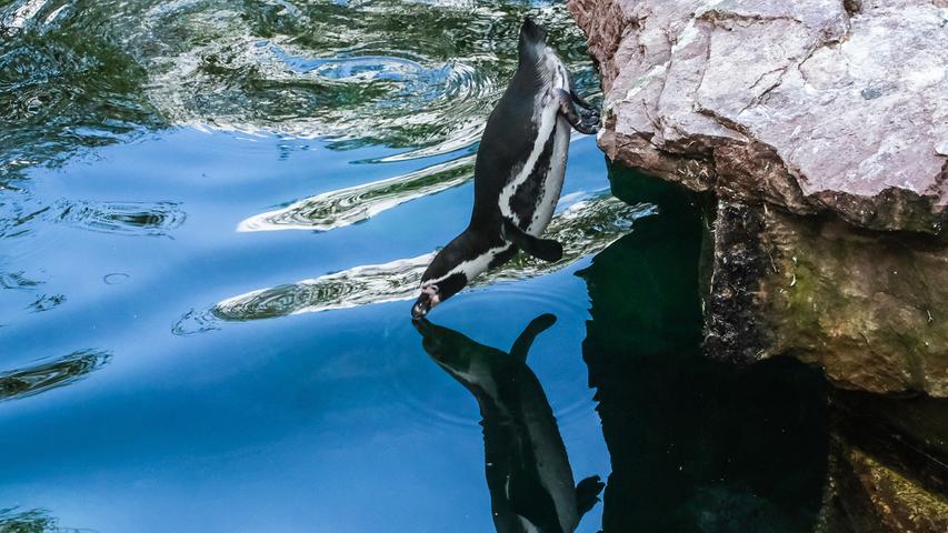 Sprung in den Spiegel: Ein Humboldt-Pinguin im Nürnberger Tiergarten stürzt sich in sein Spiegelbild.