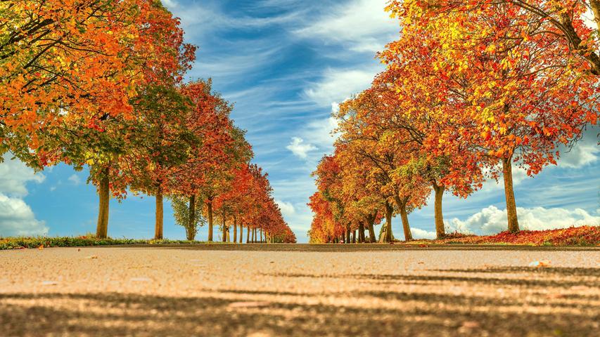 In den schönsten Herbstfarben strahlt die Ahornallee bei Puschendorf.