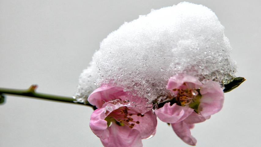 Schnee auf Blüten und Zweigen am 2. April - wie ein (kalter) Aprilscherz.