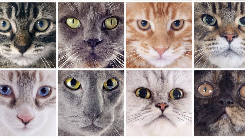 Wie gut kennen Sie Katzenrassen? Testen Sie Ihr Wissen! Wie gut kennen Sie Katzenrassen? Testen Sie Ihr Wissen!